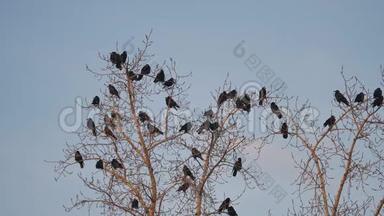 一群乌鸦坐在一棵秋天的树干树枝上。 乌鸦鸟